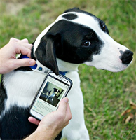 Anpassbares Logo QR-Code und URL Programmierbares Epoxy NFC Haustier-ID-Halsband-Etikett für Hunde / Katzen-Tracking