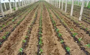 Customized Agricultural Water Saving Irrigation 20MM Drip Irrigation Pipes Inner Round Dripper Drip Irrigation Pipe