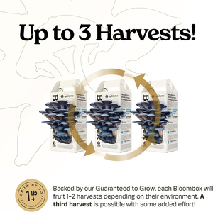 Kit de culture de champignons fonctionnels, kit de jardinage hydroponique de champignons, kit de culture de champignons de culture biologique, kit de culture de champignons de culture biologique - Product Image 4