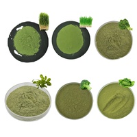 Poudre de superaliments verts OEM pour adultes, fournissant énergie, enzymes digestives et probiotiques