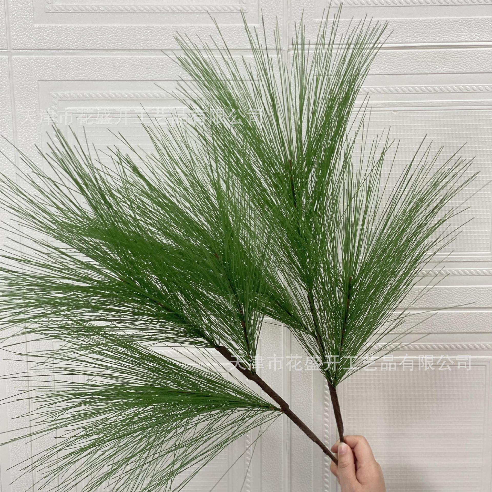 Masson pine