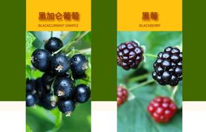 Thé glacé infusé à <span class=keywords><strong>froid</strong></span>, saveurs mélangées, vente chaude, saveur de cassis, menthe, mûre, thé noir glacé - Product Image 4