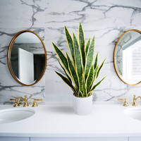 Plante artificielle Sansevieria jaune avec pot blanc pour décoration de table intérieure - Vente en gros Bossion