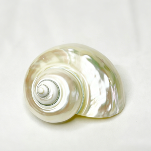 Concha Marina Natural Ecológica <span class=keywords><strong>con</strong></span> Patrón Blanco y Negro, Pulida, para Decoración del Hogar, Acuarios, <span class=keywords><strong>Manualidades</strong></span> y Bricolaje - Product Image 5