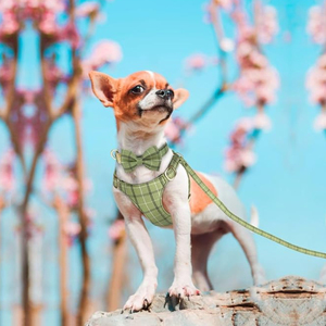 Diseñador Premium de lujo al por mayor a cuadros suministros ajustables para mascotas conjunto de arnés para perros pequeños logotipo personalizado - Product Image 6