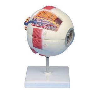 Modèle anatomique 3D complet de cœur humain, œil et dent, <span class=keywords><strong>Gamme</strong></span> Biologie de la Peau, Équipement de laboratoire de biologie - Product Image 4