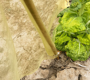 Malla Protectora <span class=keywords><strong>para</strong></span> Jardín, Anti-Insectos, <span class=keywords><strong>para</strong></span> Verduras, Frutas y Plantas, Protege de Pájaros e Insectos, Reutilizable y Transpirable - Product Image 5