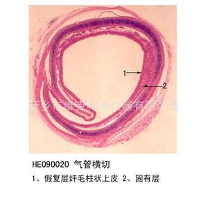 Tracheal longitudinal section; Histology and embryology; Respiratory system; Animal and plant section specimens; <b>Microscope</b> - Product Image 4