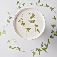 Feuilles de volubilis pressées avec tiges MNR2215, spécimens de plantes séchées, DIY pour coques de téléphone, art et marque-pages