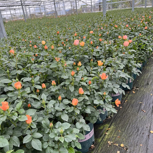 Rose Chinensis, rosier à fleurs, variétés mixtes, différentes tailles, plante vivrière pour aménagement paysager, arbuste ornemental en pot, idéal pour les remises de diplômes - Product Image 5