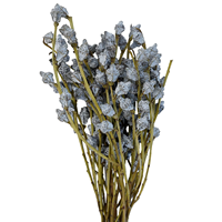 Expédition en lot de l'usine : Fruits d'eucalyptus séchés naturels pour la maison, les fêtes, les mariages, Noël, la Saint-Valentin – Écologiques et longue durée