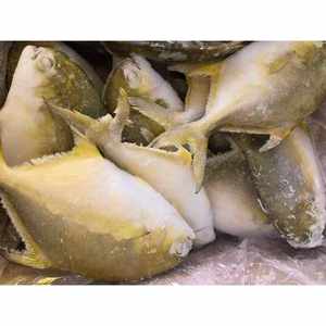 Pompano Dorado Entero Congelado IQF IWP de Gran Tamaño (800g+), Peso Neto 70%, Paquete Familiar, 40 lb, Producto Agrícola Chino - Product Image 1