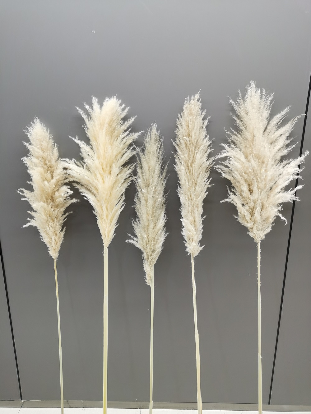 Erba di Pampa Beige 50-60 cm / pezzo