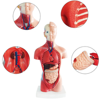 Modelo de anatomía corporal anatómica humana de 85cm de ciencia médica a la venta