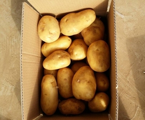 Légumes biologiques chinois plantation fraîche exportation <span class=keywords><strong>de</strong></span> pommes <span class=keywords><strong>de</strong></span> <span class=keywords><strong>terre</strong></span> cueillies du fournisseur chinois - Product Image 6