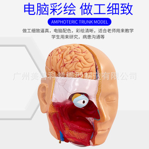 Modelo de torso hermafrodita de 85 cm, sistema reproductor intercambiable, 40 piezas desmontables, modelo de anatomía de órganos internos humanos. - Product Image 3