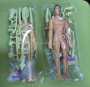 Stelo scienza natura 3D corpo umano Knockdown organi umani struttura scheletro solido modello di anatomia umana - Product Image 3