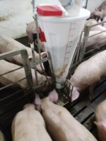 Mangeoire automatique pour porcelets, sèche et humide, en acier inoxydable, 60 kg, 80 kg, 100 kg, avec distributeur d'eau pour élevage de porcelets