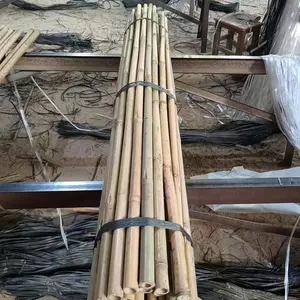 Cañas de bambú secas amarillas, poste de bambú para soporte de plantas
