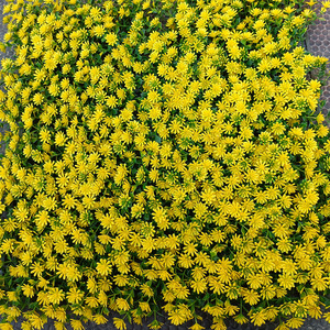 Mur végétal artificiel en tournesols 6 cm, résistant aux UV, durable, pour décoration de jardin et accessoires de mariage - Product Image 5