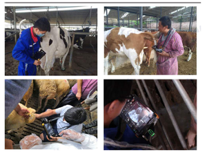 Portable Vet Diagnostic Medical <span class=keywords><strong>USG</strong></span> Scanner à ultrasons animal de compagnie bovin équin vache chat chien machine à ultrasons vétérinaire - Product Image 6