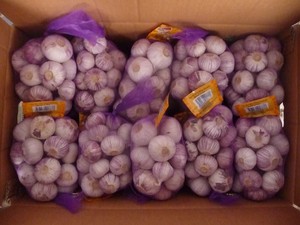 Ajo Fresco Entero Cultivado en Granjas de Shandong - Tipo Común - Product Image 6