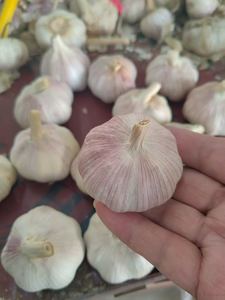 Alta calidad 4,5-6,0 y más tamaño fresco normal y puro ajo blanco China cocina orgánica ajo directo para la venta - Product Image 4