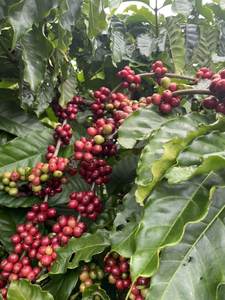 Equipo profesional de Arábica tostado, Robusta Vietnam de granos de café, granos de café, embalaje personalizado barato, producto de Vietnam - Product Image 4