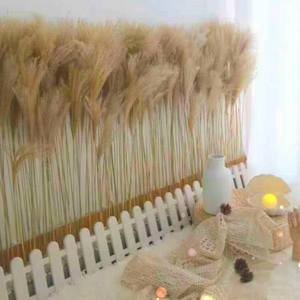Usine Boho Décor De Mariage Grand Plume Sec <span class=keywords><strong>Pampas</strong></span> Herbe Fleur Naturel Réel Préservé Séché <span class=keywords><strong>Pampas</strong></span> Herbe Décor pour Noël - Product Image 2