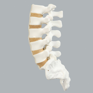 Modello in Schiuma Solida della Colonna <span class=keywords><strong>Lombare</strong></span> da L1 a Sacro, Modello Osseo Simulato per l'Insegnamento e la Formazione in Anatomia Ortopedica della Colonna Vertebrale - Product Image 3