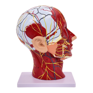 Modelo Anatómico Sagital <span class=keywords><strong>de</strong></span> Cabeza y Cuello Humano, Modelo Superficial <span class=keywords><strong>de</strong></span> Cabeza para Enseñanza Médica - Product Image 4
