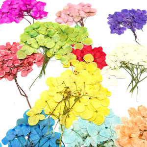 Bán buôn ép <span class=keywords><strong>Hydrangea</strong></span> mẫu vật cho nhựa Epoxy nghệ thuật và thực vật đồ trang sức làm với cho quà tặng đám cưới - Product Image 4