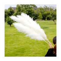 2023 doux rêve INS style maison sec haute pampa herbe Pompas décor gris/blanc naturel séché Plumes Papas Pampus plantes
