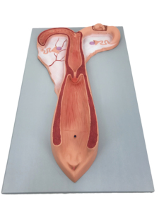 Gelsonlab HSBM-523 MODEL ginjal kanan dan kiri - Product Image 6