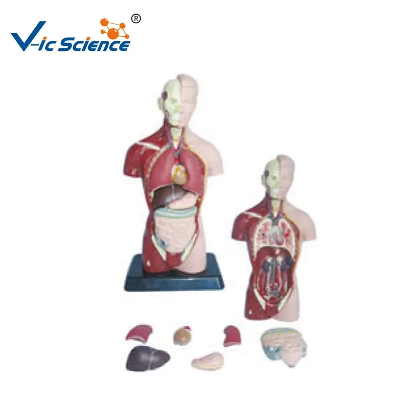 medical science human body Mini dual sex torso model PVC anatomical model