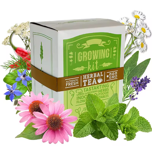 ชุดเริ่มต้นสวน<span class=keywords><strong>ชา</strong></span>ในร่มชุดปลูกระเบียงพร้อมกล่องของขวัญสวยงามกระถาง<span class=keywords><strong>บอน</strong></span><span class=keywords><strong>ไซ</strong></span> - Product Image 3