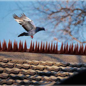 Dispositif de répulsion pour jardin <span class=keywords><strong>anti</strong></span>-oiseaux, <span class=keywords><strong>anti</strong></span>-chats, <span class=keywords><strong>anti</strong></span>-escalade, <span class=keywords><strong>anti</strong></span>-<span class=keywords><strong>souris</strong></span>, <span class=keywords><strong>anti</strong></span>-vieillissement, avec pointes <span class=keywords><strong>anti</strong></span>-griffures - Product Image 4