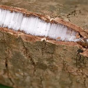 Du Zhong中国の天然ハーブ乾燥したEucommia Bark Eucommia Ulmoidesスライスハーブ - Product Image 5