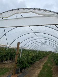 Serres Sainpoly Polytunnels, abri contre la pluie, pour la plantation de bleuets en Australie, serres agricoles - Product Image 3