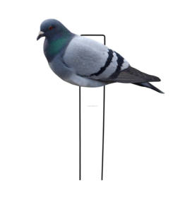 Op Maat Gemaakt Meerdere Waterdichte Plastic Levensechte Anti-Reflecterende Pp Duif Rots Lokvogels Silhouet Lokvogels Jacht Lokvogels - Product Image 3