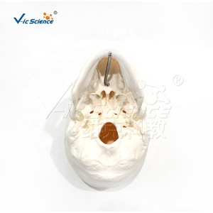 Modelo de Cráneo Anatómico de Tamaño Real, Cada Hueso del Cráneo Desmontable con Etiquetas Numeradas para Educación Médica - Product Image 6