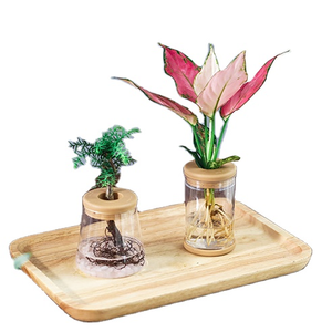 TCX092406 Hot selling transparent hydroponic indoor vase planter bulk plastic flower pots