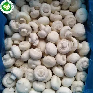 IQF मशरूम कीमत जमे हुए agaricus bisporus