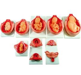 PVC Fetus Uterus Human Anatomical Teaching Models For Practice Teaching