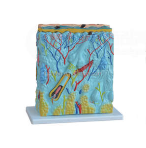 Kích thước mở rộng mô hình giải phẫu phần da người 105 lần mô hình y tế Da - Product Image 1