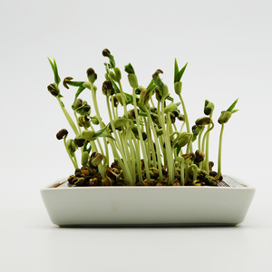 Plato de Cerámica para Germinar, Cuadrado, para Brotes de Frijol Verde y Amarillo, Ecológico y Apto para Familias - Product Image 1