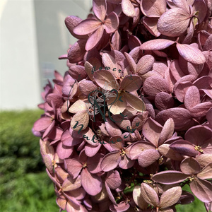 Fleurs d'hortensia Anna stabilisées, les plus populaires et abordables pour la décoration intérieure 2026 – <span class=keywords><strong>Cadeau</strong></span> personnalisé pour la <span class=keywords><strong>Saint</strong></span>-<span class=keywords><strong>Valentin</strong></span>, Noël, la remise des diplômes, couleur sur mesure - Product Image 6
