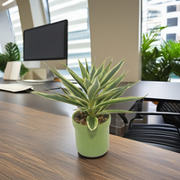 Pour la vente en gros, mini bonsaï artificiel réaliste en pot, fausse plante verte à feuilles vertes de 24 cm, décoration de bureau