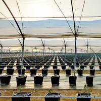 Estructura Práctica de Túnel de Polietileno con Tubos Galvanizados para Cultivo de Arándanos y Frambuesas, Protección contra la Lluvia para Cultivos Agrícolas