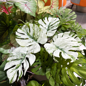 Thường Xanh lá trắng cảm ứng thực sự monstera lá bó hoa với rễ bao giờ trang trí sắp xếp nhà máy mô phỏng Bắc Âu - Product Image 3